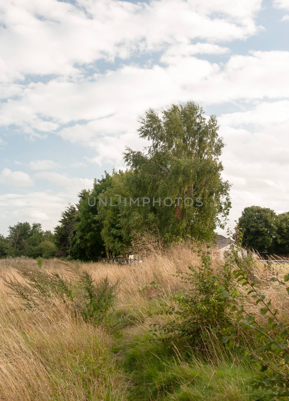 summer tree in field as sunsets beautiful lush environment outside uk; UK