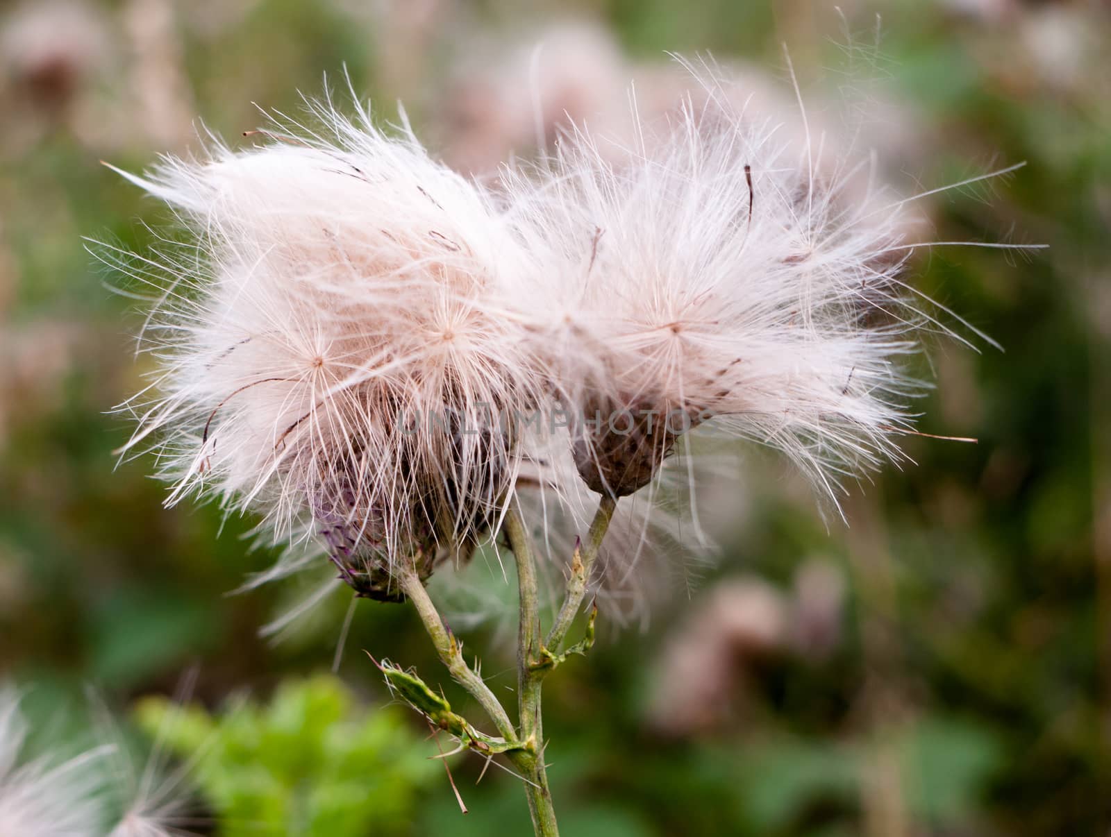 two fluffy white buds of wild milk thistle outside in field by callumrc