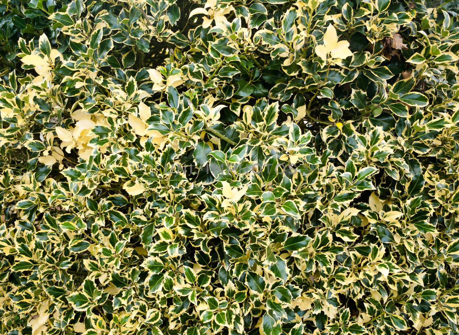 unique background texture of back garden hedge row plant tree; UK