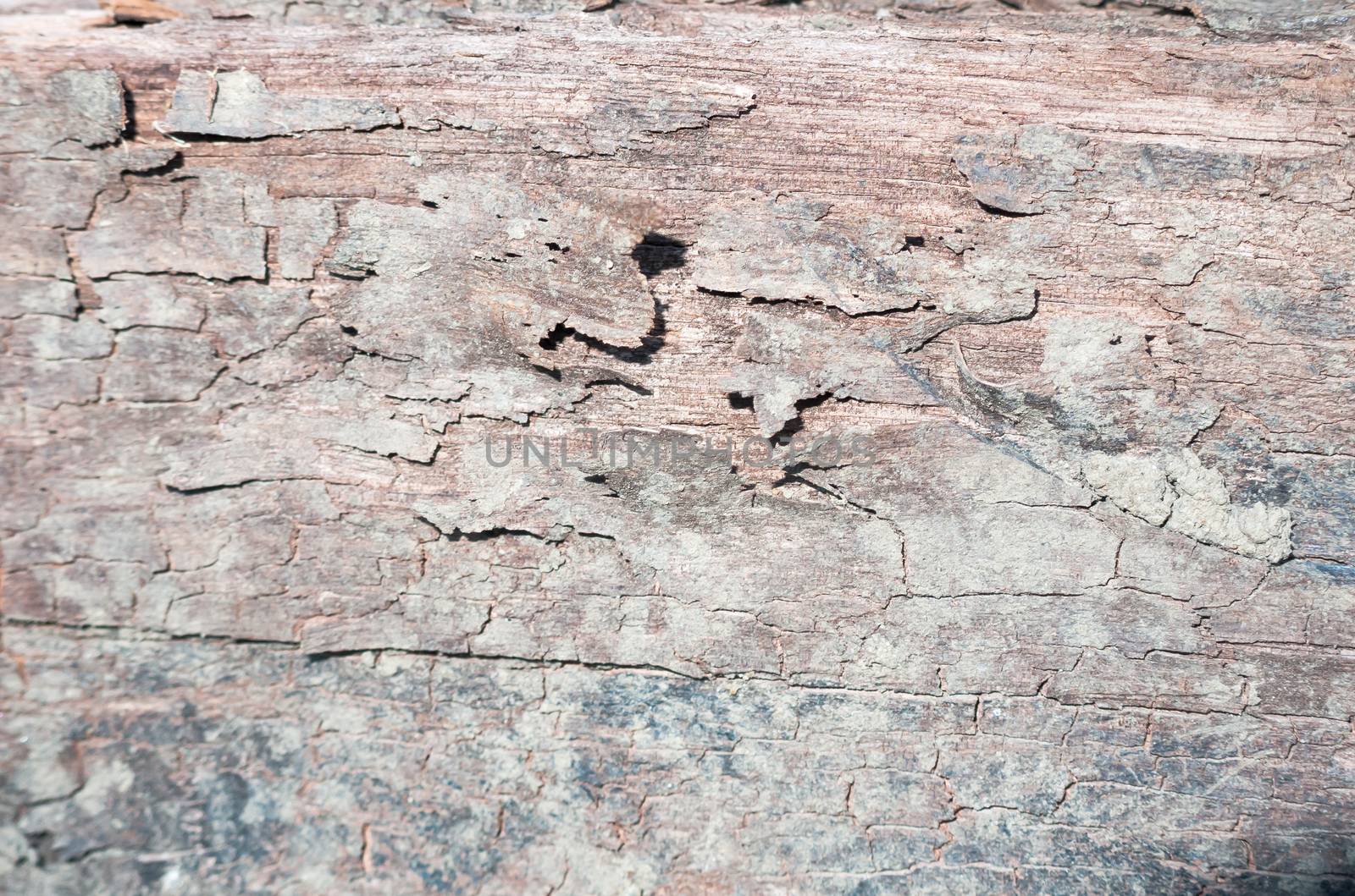 wood texture as seen up close with lots of detail; UK