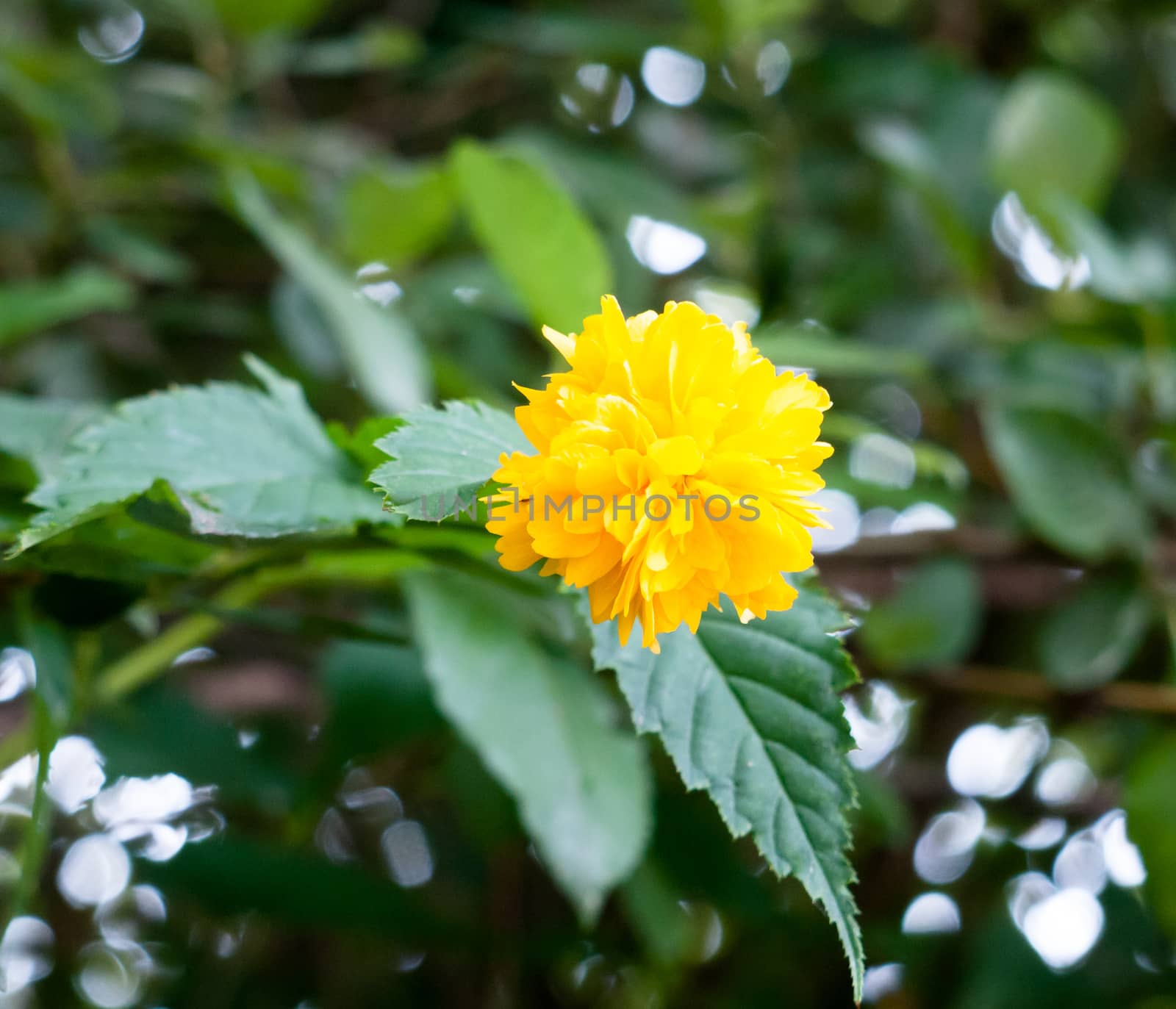 yellow wild uk flower outside hop trefoil looking; UK