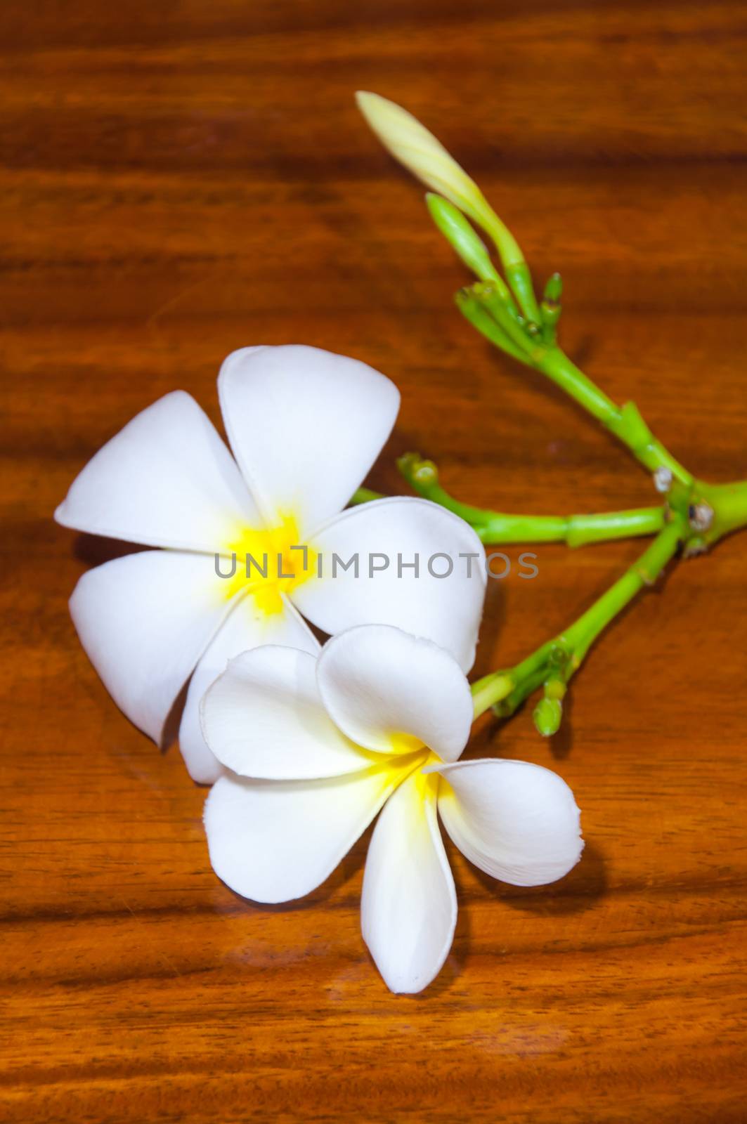 Beauty of White Plumeria Pudica flora on wood