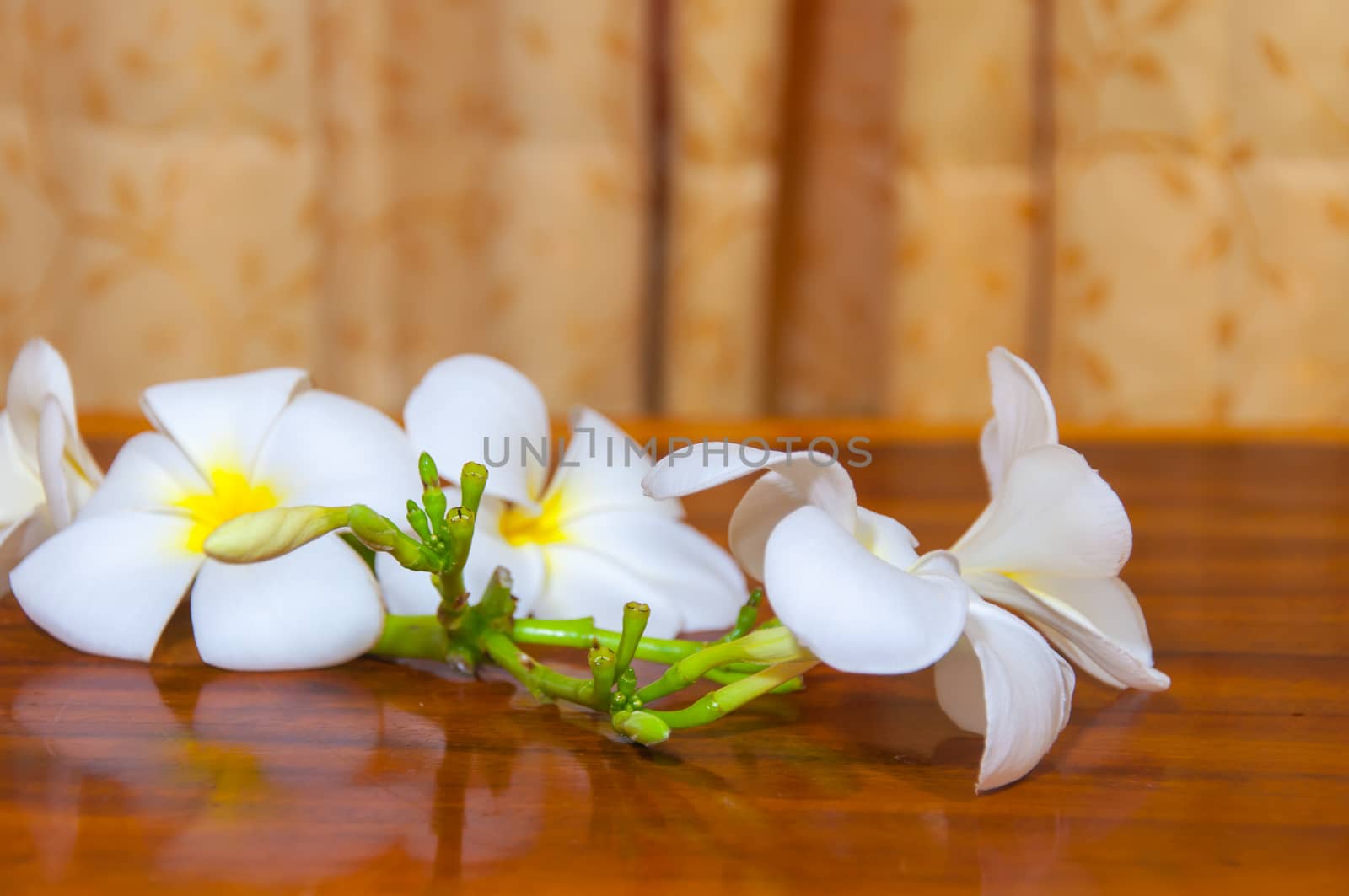 Beauty of White Plumeria Pudica flora on wood