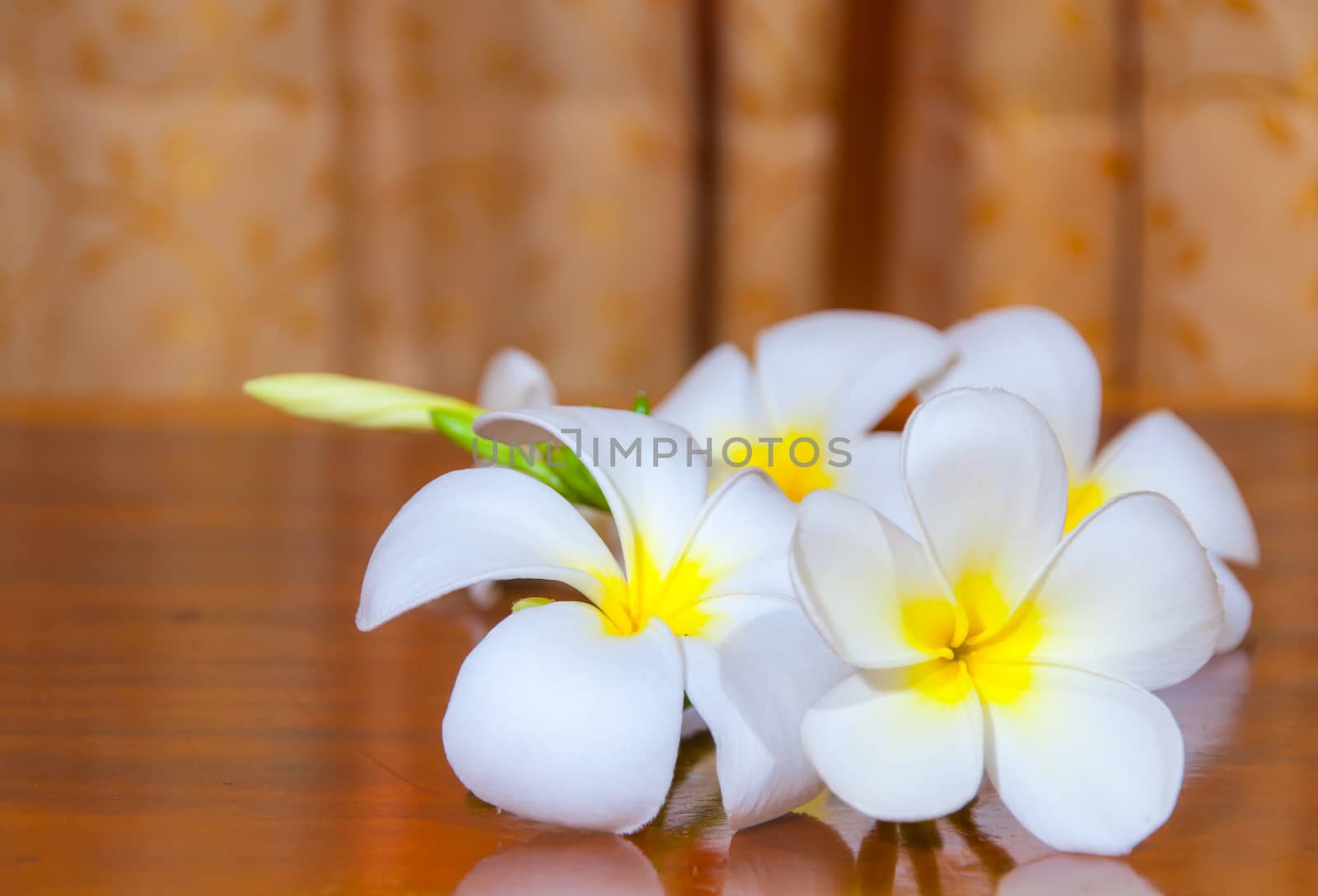 Beauty of White Plumeria Pudica flora on wood