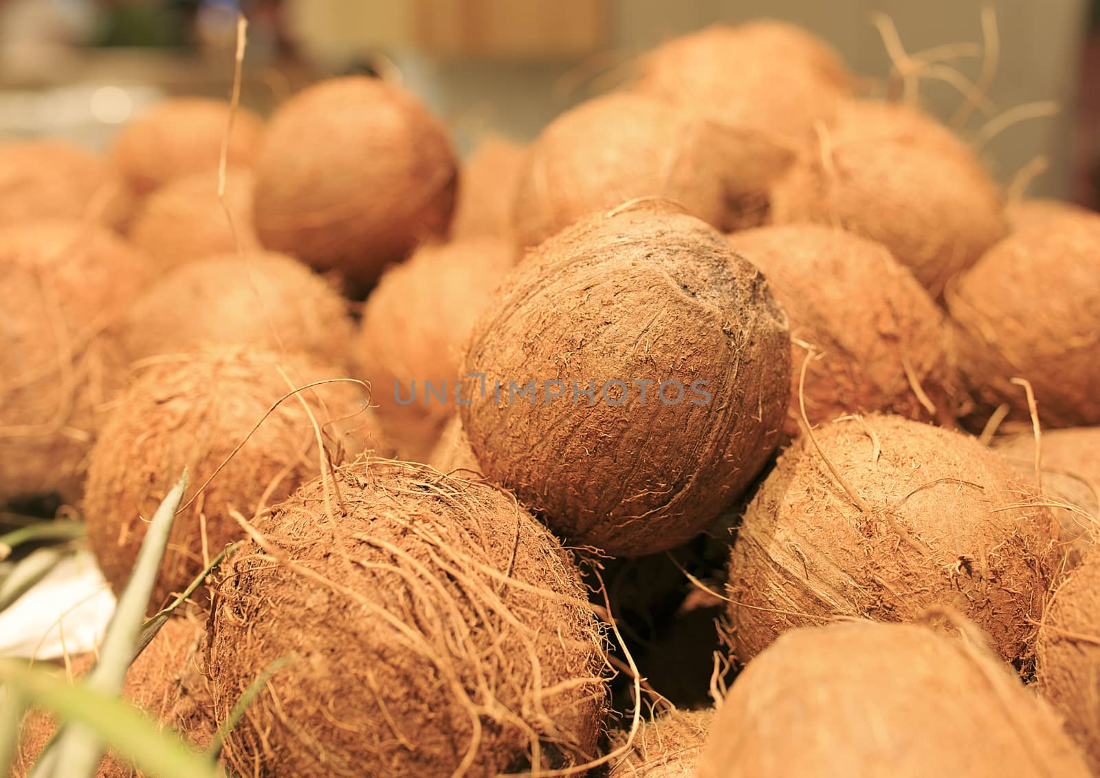 Fresh coconuts in a market of Barcelona