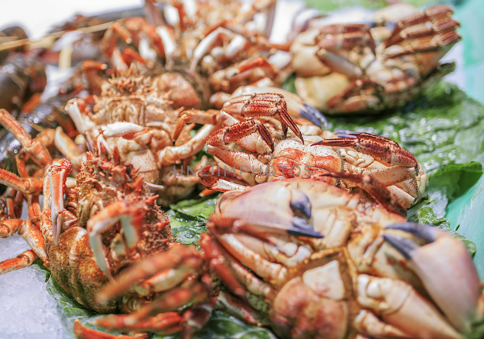 Fresh seafood in a food market of Barcelona