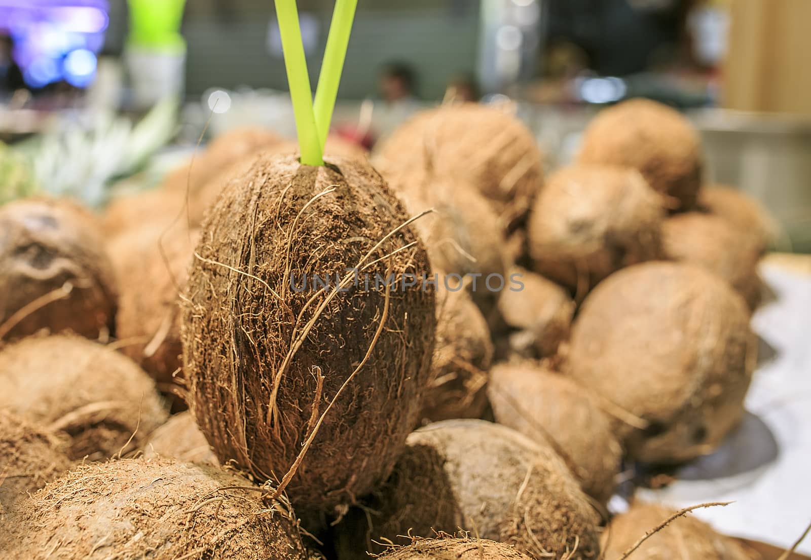 Fresh coconuts in a market of Barcelona