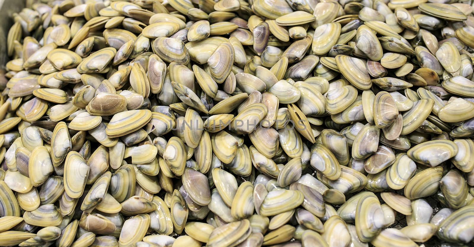 Fresh clams in a food market of Barcelona