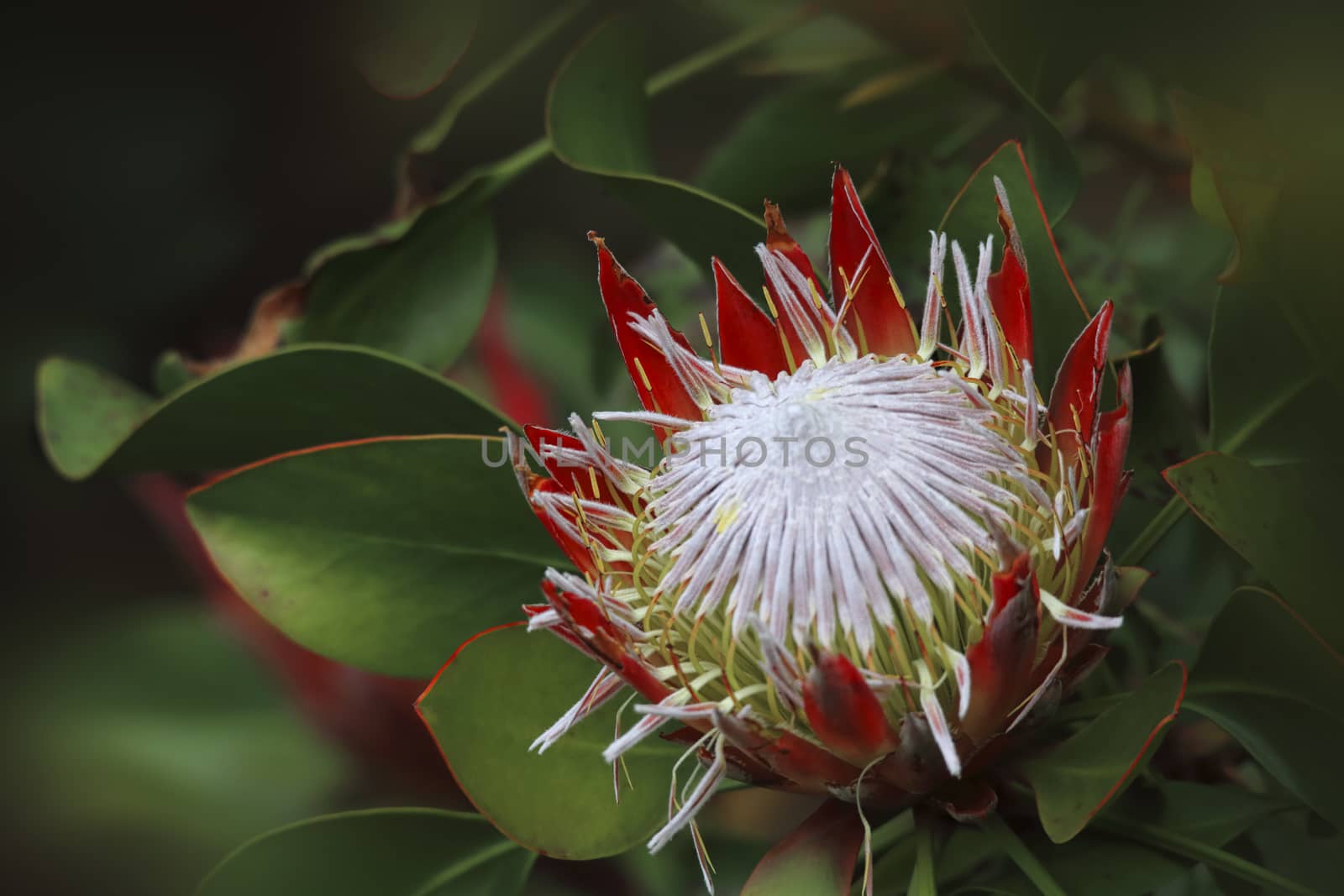 Beautiful native plant, Protea also known as sugarbush in flower