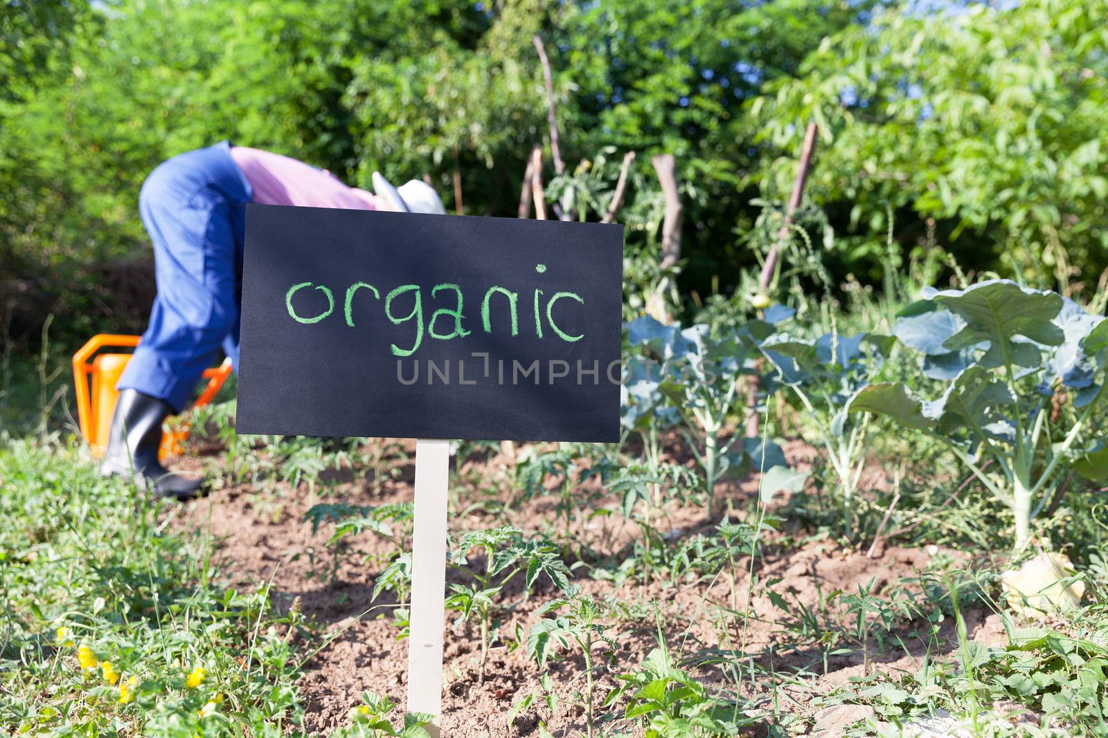 Organic vegetable garden by wellphoto