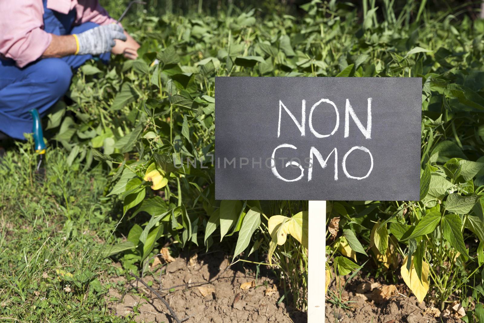 Farmer working in the non-GMO vegetable garden