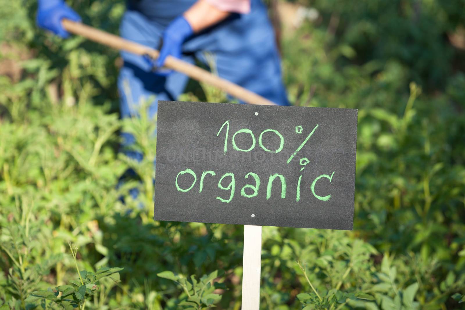 Farmer working in the non-genetically modified vegetable garden