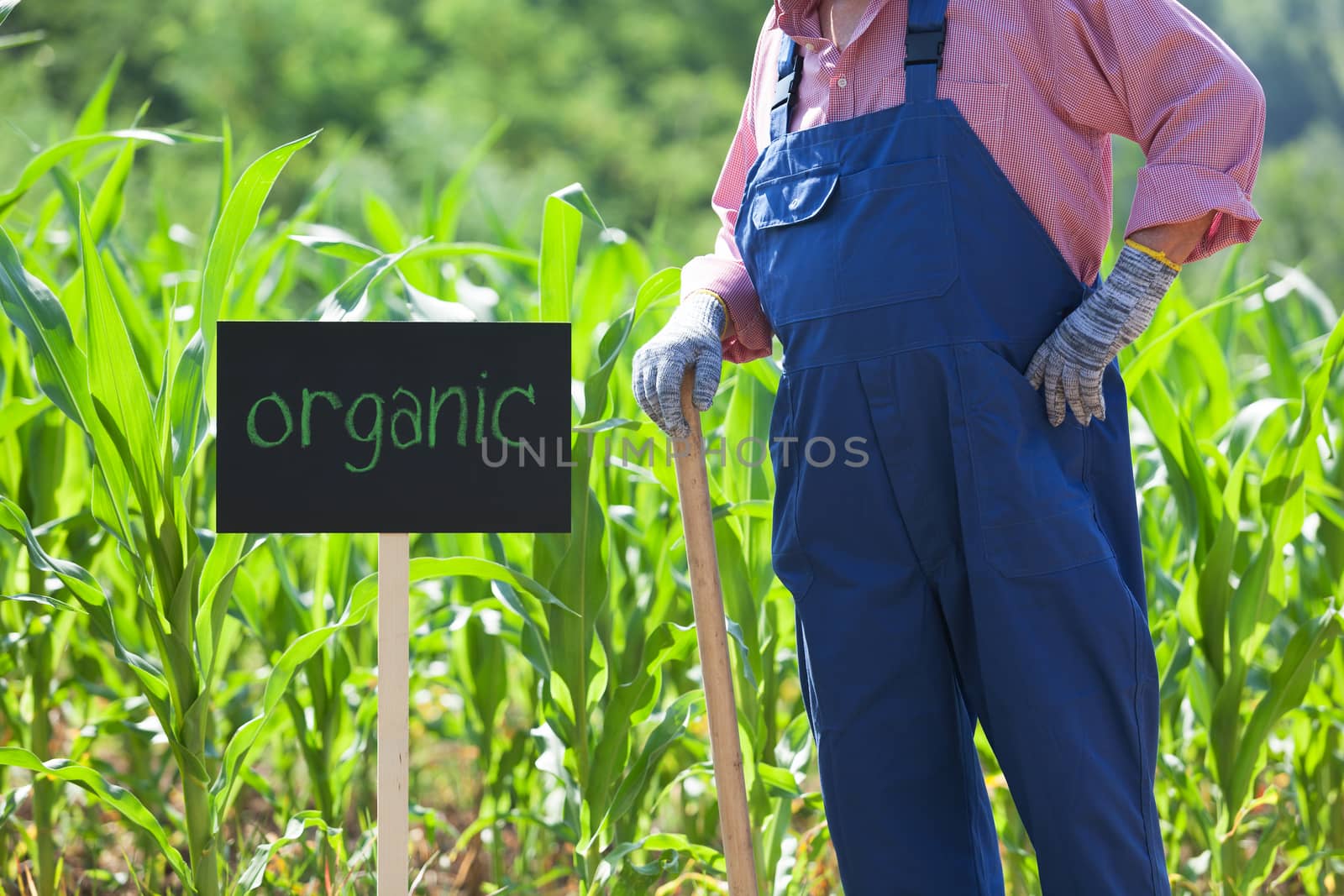 Organic corn field by wellphoto