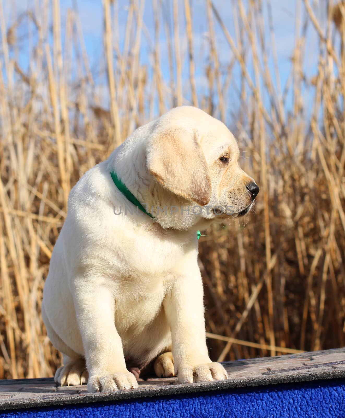 the little yellow labrador puppy sitting on blue background