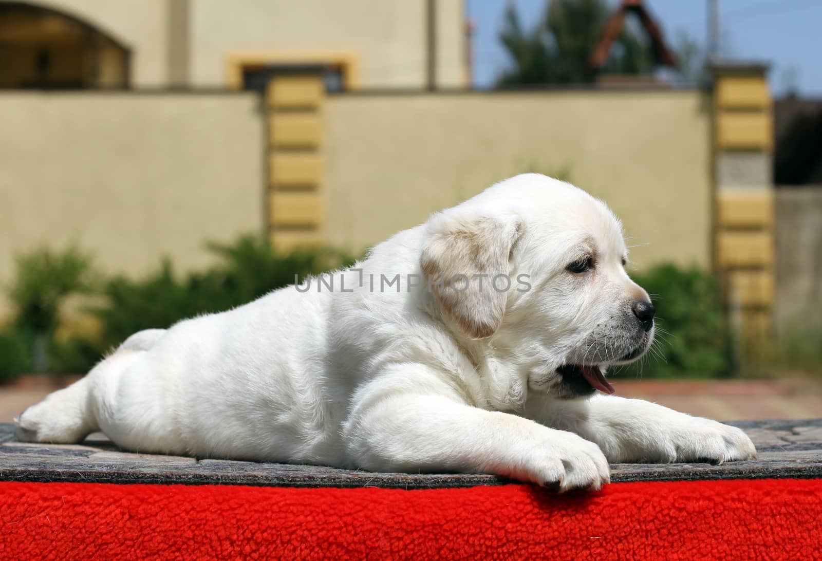 a little yellow labrador puppy sitting on red background