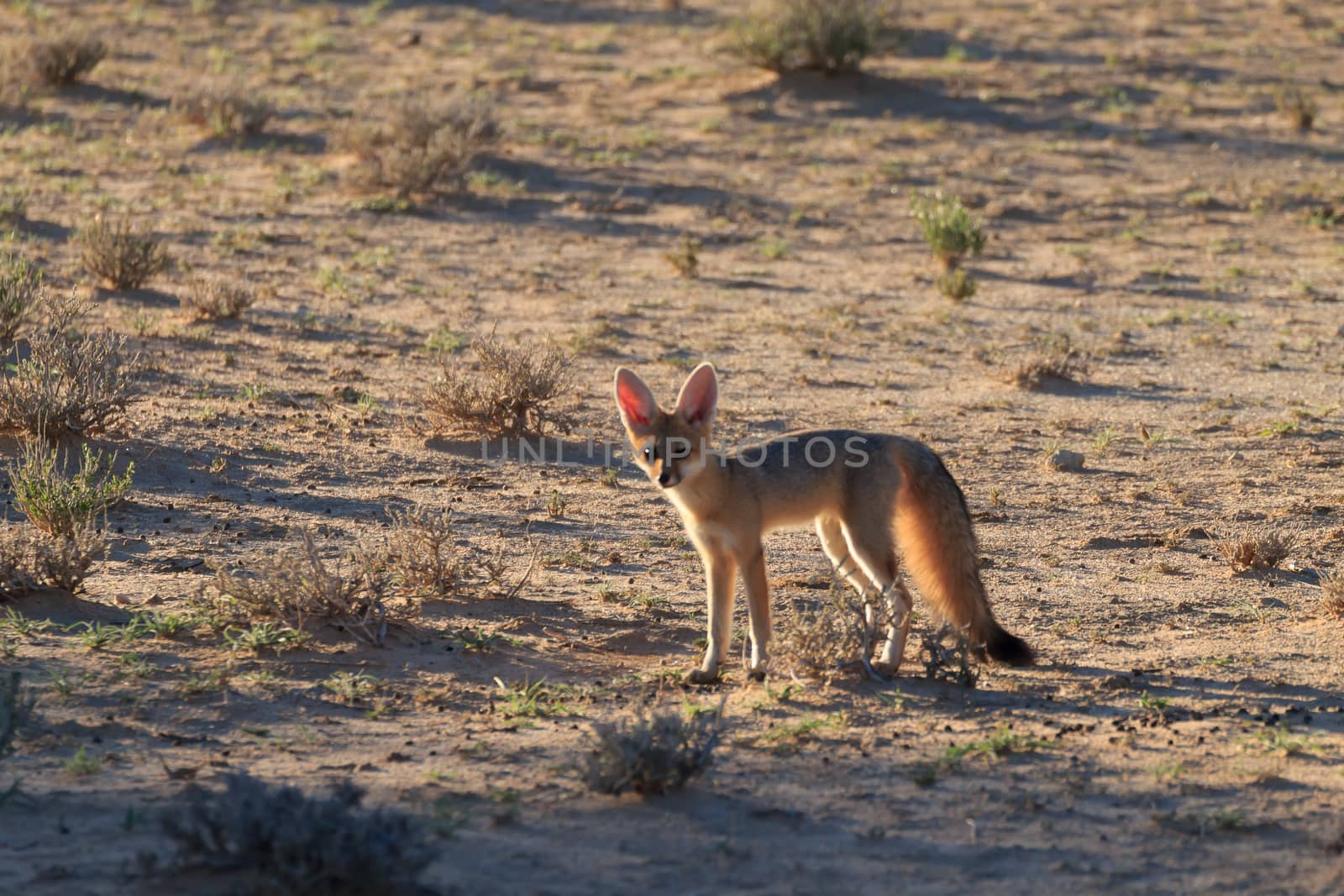 A Bat eared fox from Kgalagadi Transfontier park, South Africa