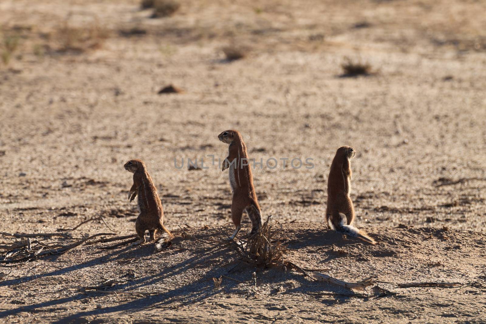 Cape ground squirrels from Kgalagadi Transfontier Park, South Africa