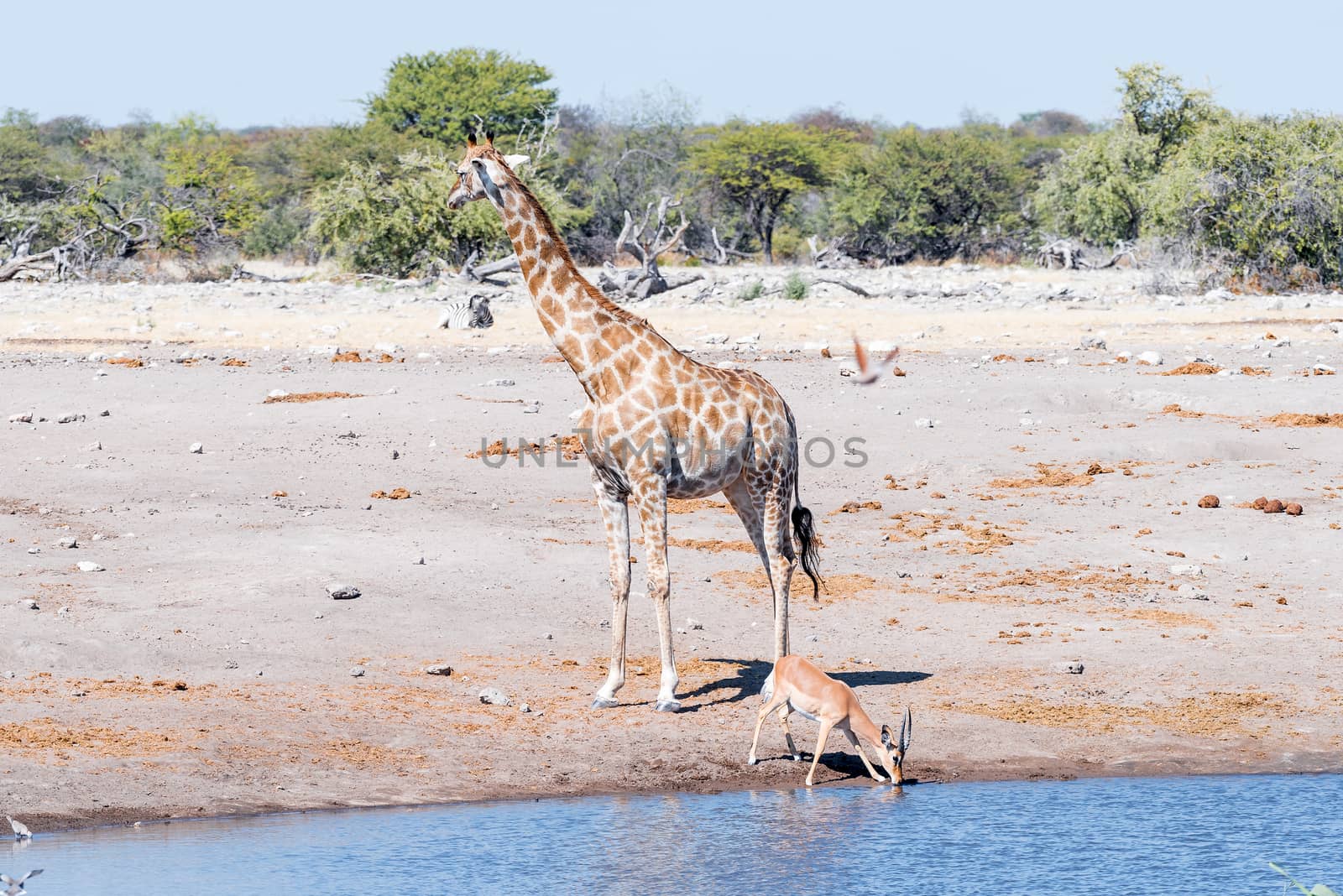 A Namibian giraffe, Giraffa camelopardalis angolensis, and a black-faced impala ram, Aepyceros melampus, at a waterhole in Northern Namibia