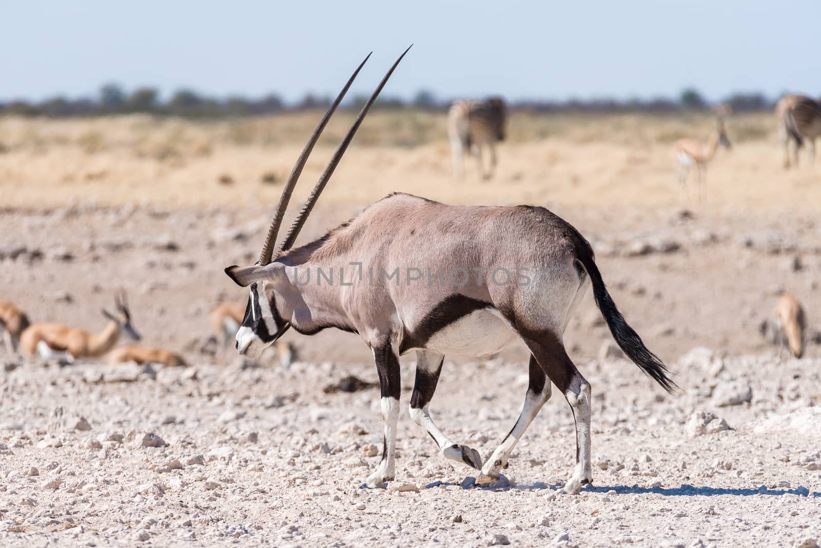 An oryx, also called gemsbok, Oryx gazella, walking in Northern Namibia