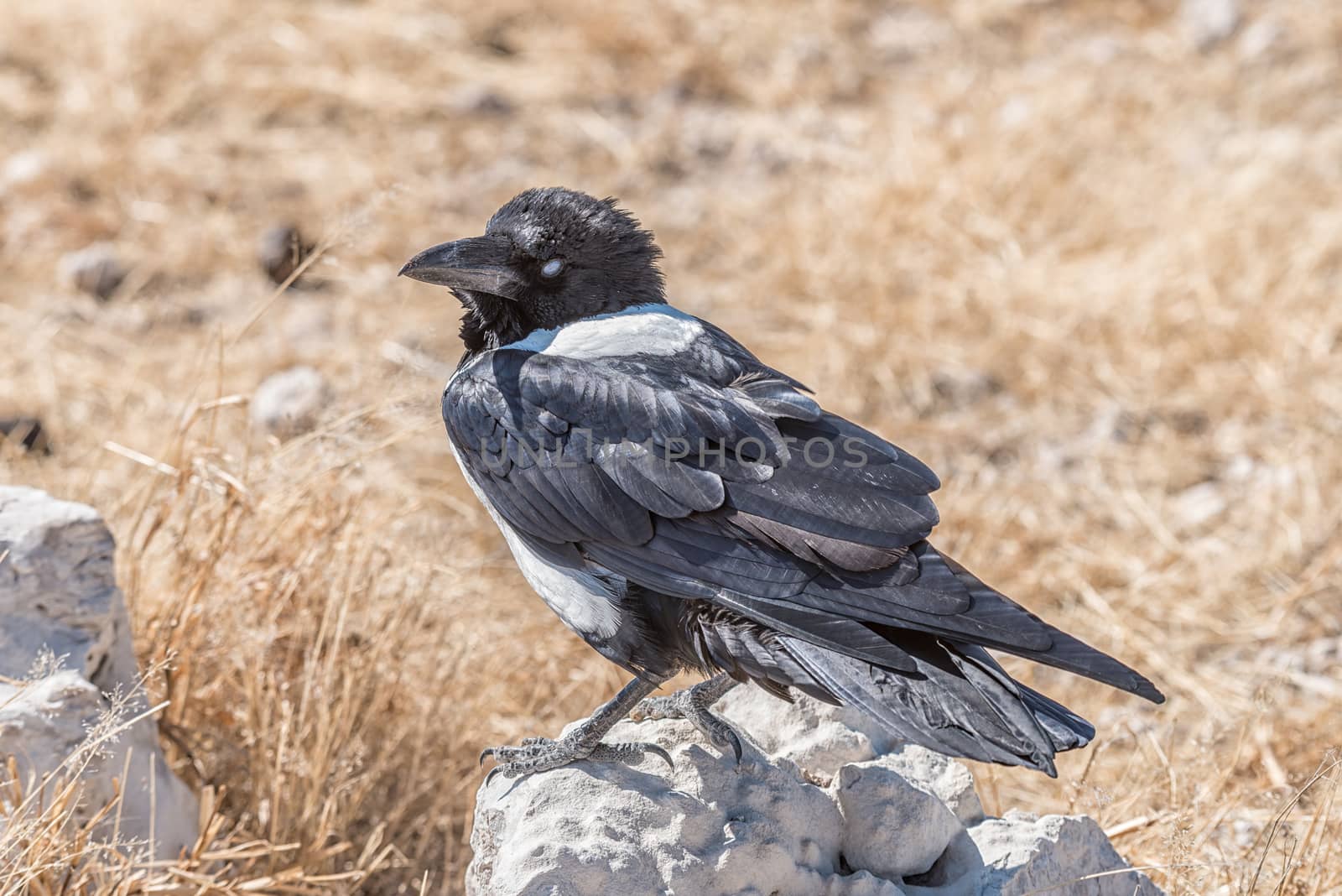 A pied crow, Corvus albus, on a rock in Northern Namibia
