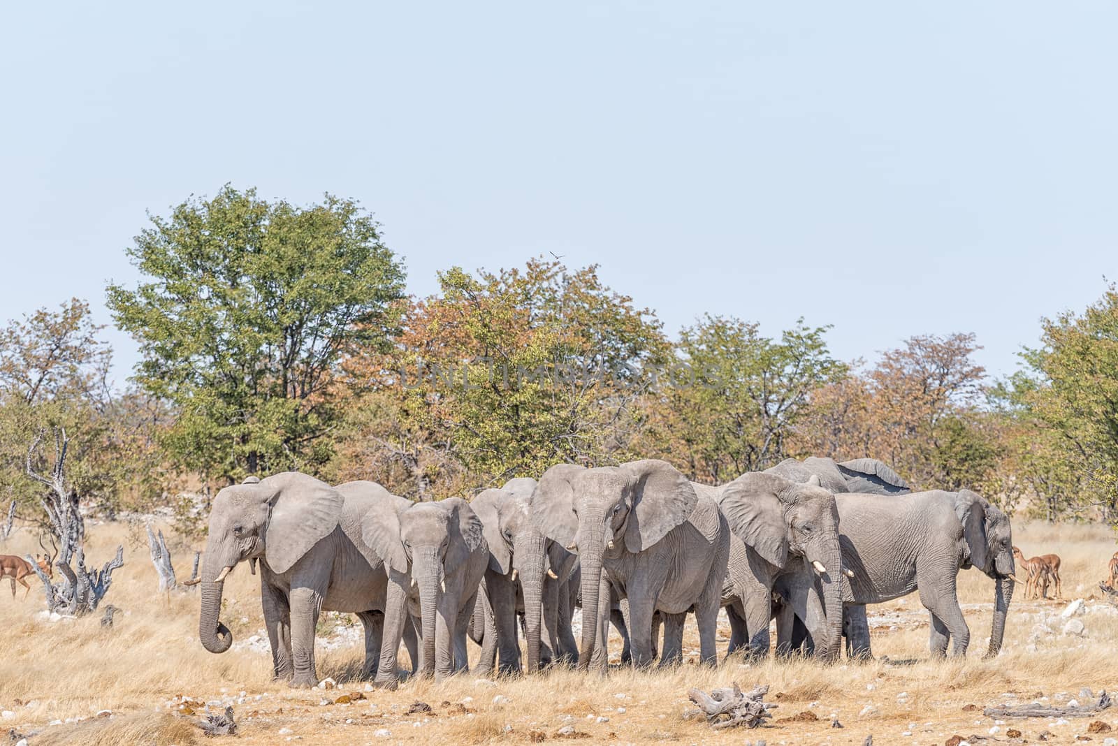 A herd of African elephants, Loxodonta africana, in Northern Namibia