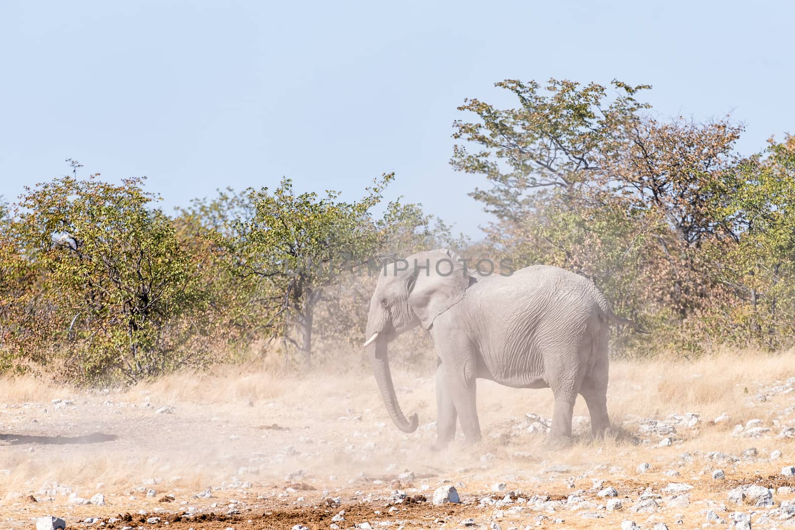 A young African elephant bull, Loxodonta africana, kicking up dust during a mock fight in Northern Namibia
