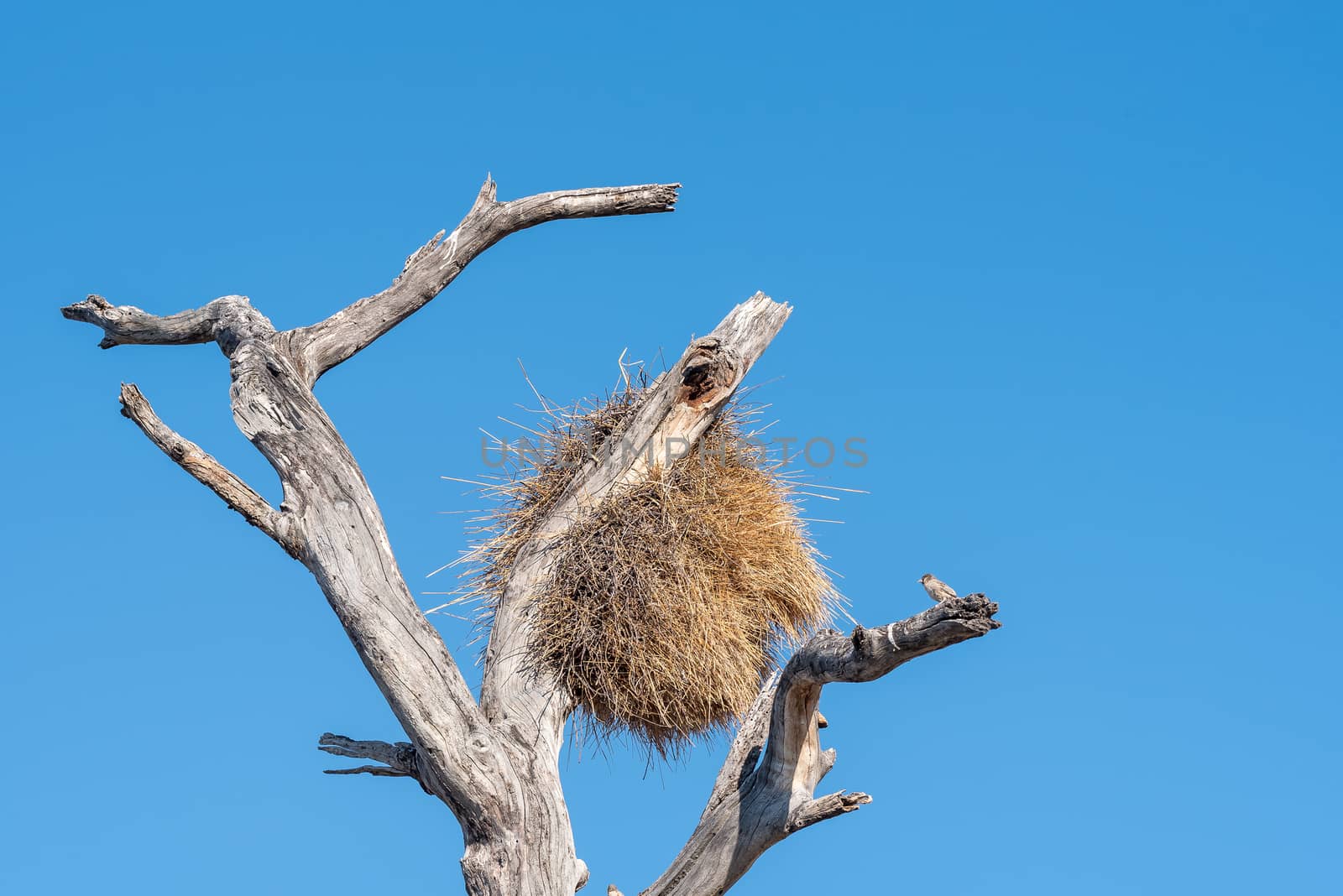 A sociable weaver, Philetairus socius, next to a community bird nest in Northern Namibia