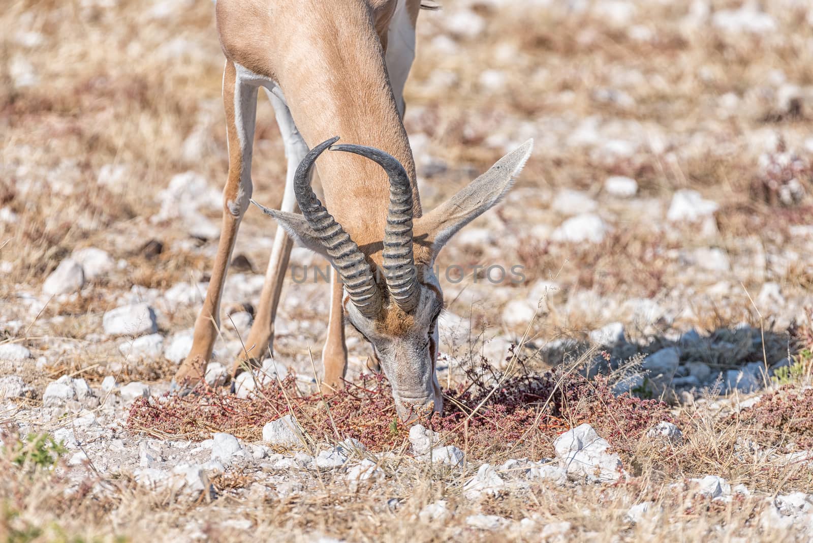 Close-up of a springbok, Antidorcas marsupialis, grazing in Northern Namibia