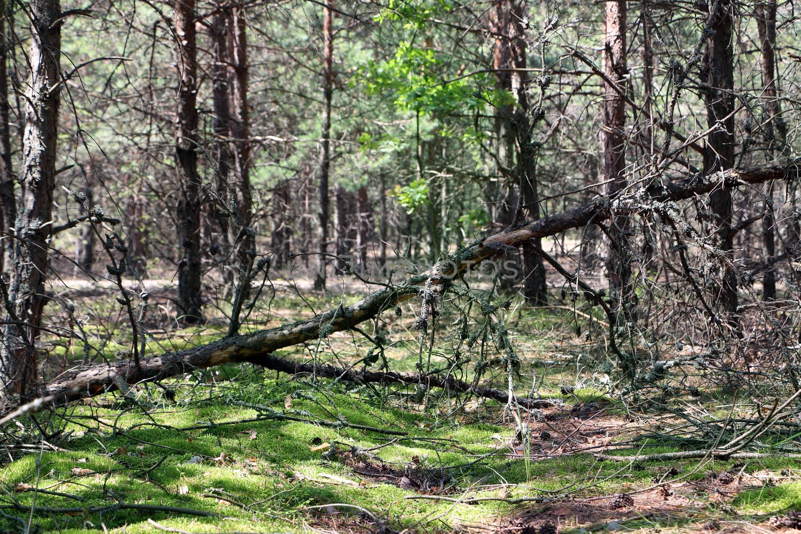 Fallen dry pine in the forest. Tree lies in moss woods. Nature plants wallpaper background.
