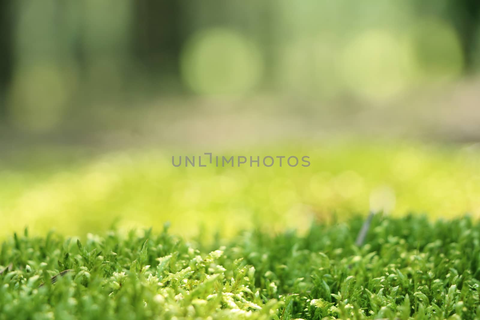 Forest moss close-up. Blurred woods on background. Nature plants wallpaper