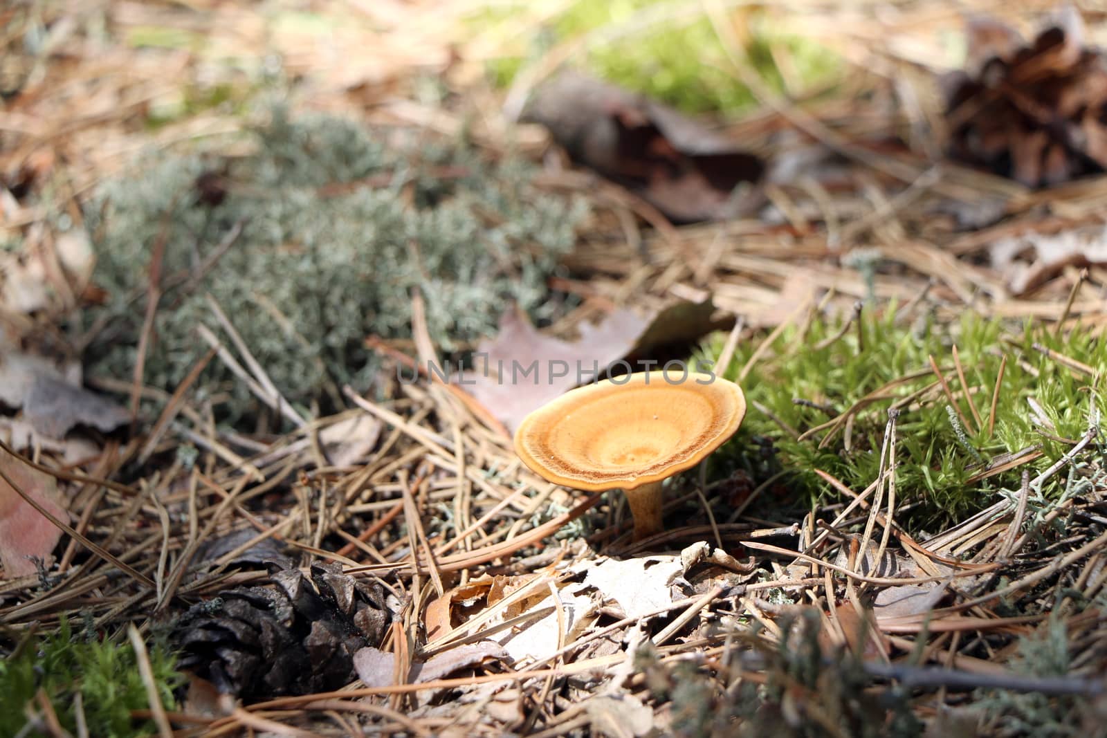 Inedible mushroom in woods. Nature plants wallpaper