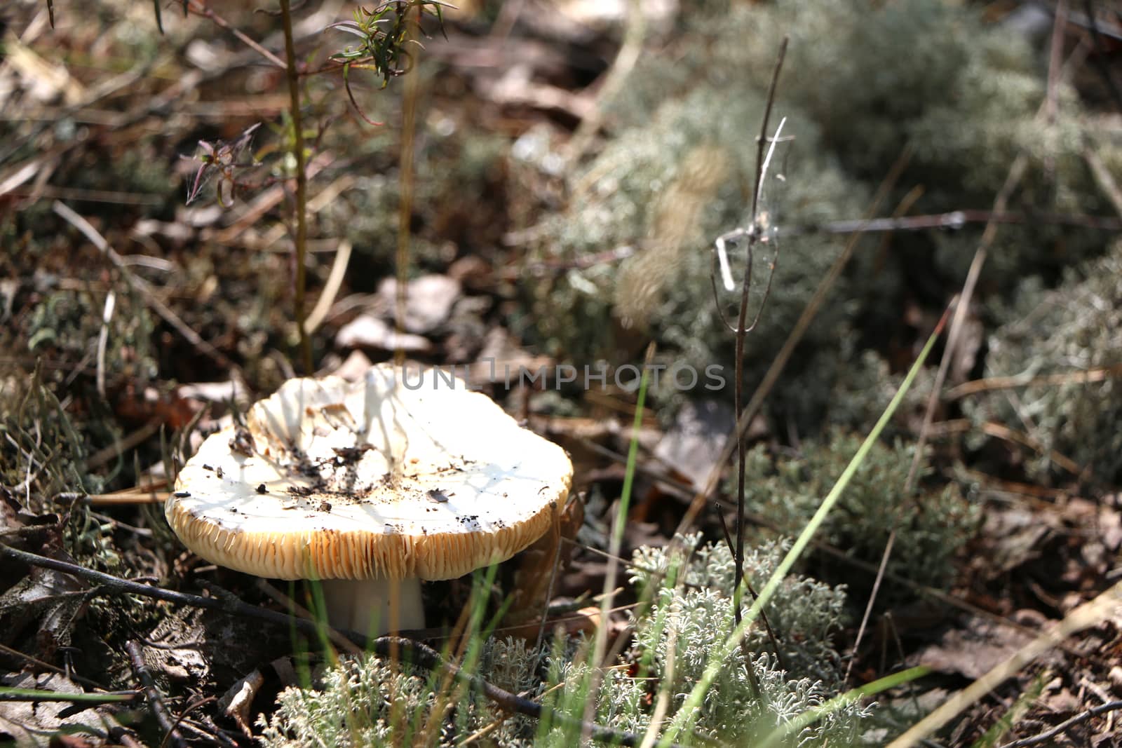 Inedible white mushroom in forest. Nature plants wallpaper