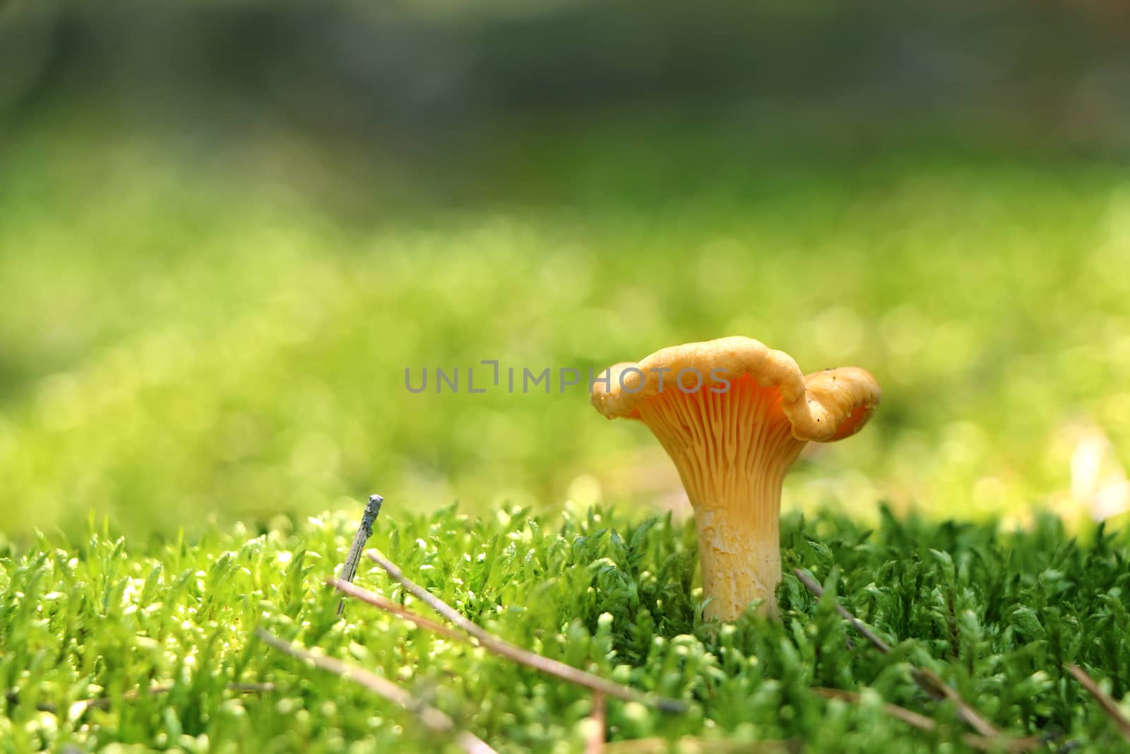 One mushroom chanterelle in green forest moss. Nature meal plants wallpaper