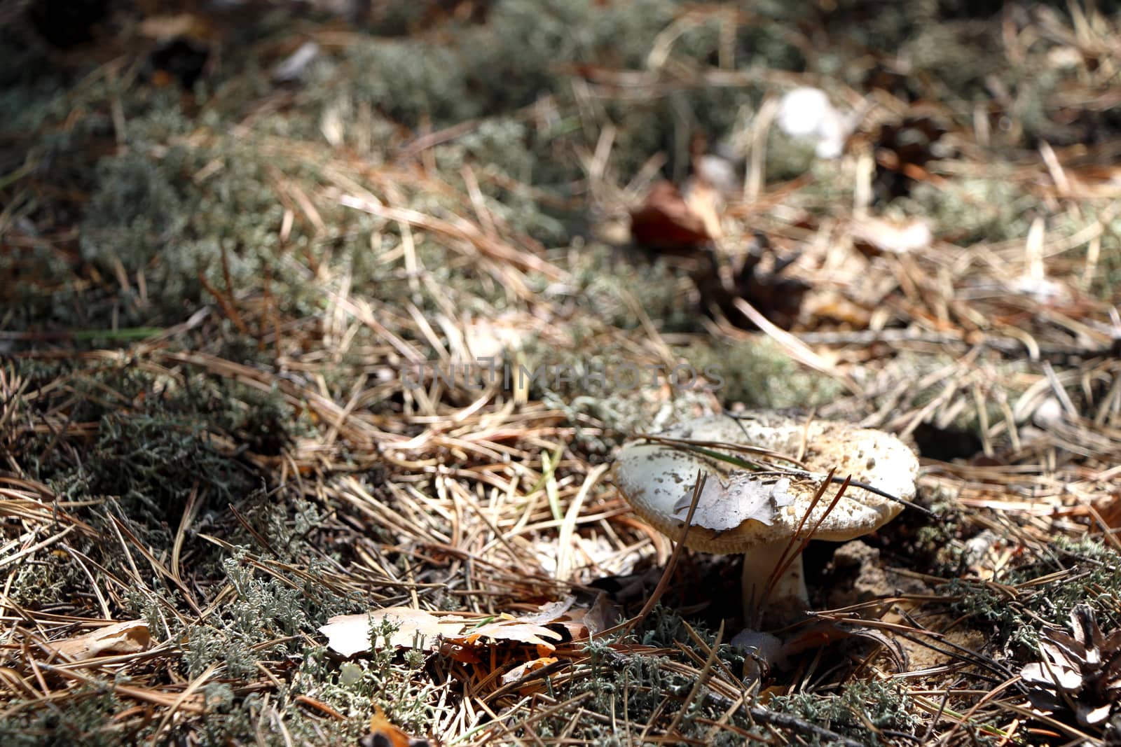 Inedible white mushroom in woods. Nature plants wallpaper