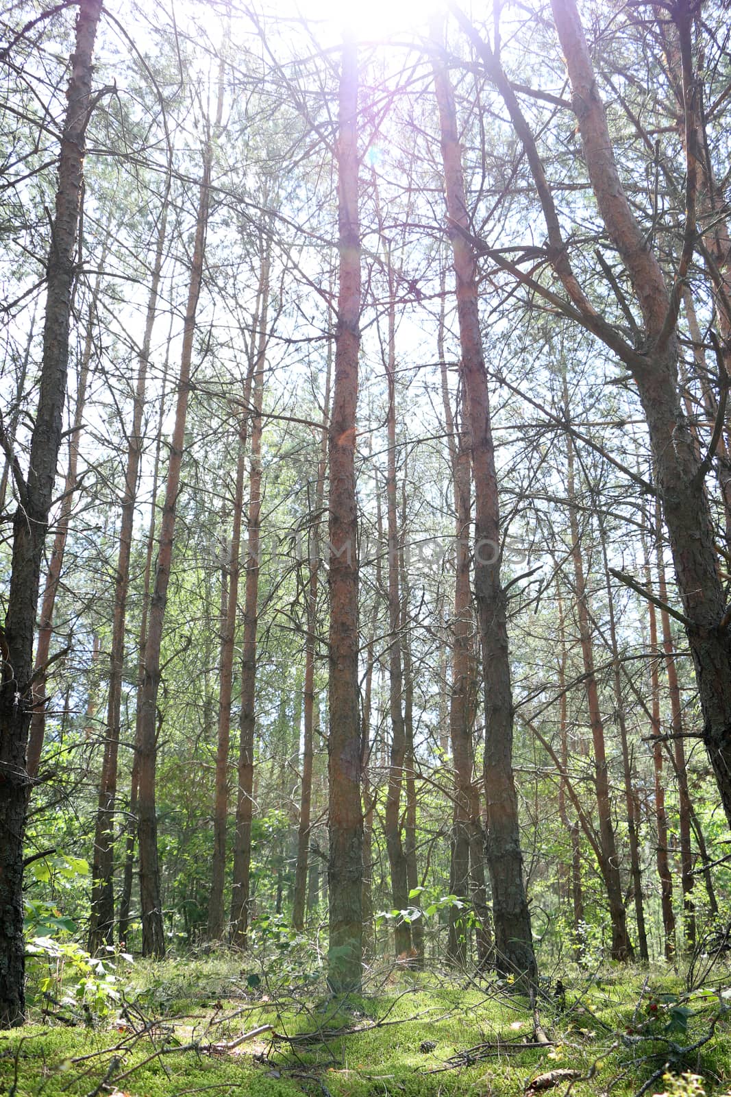 Pine forest grows in sunlight. Tree grows in sunny woods. Nature plants wallpaper vertical photo