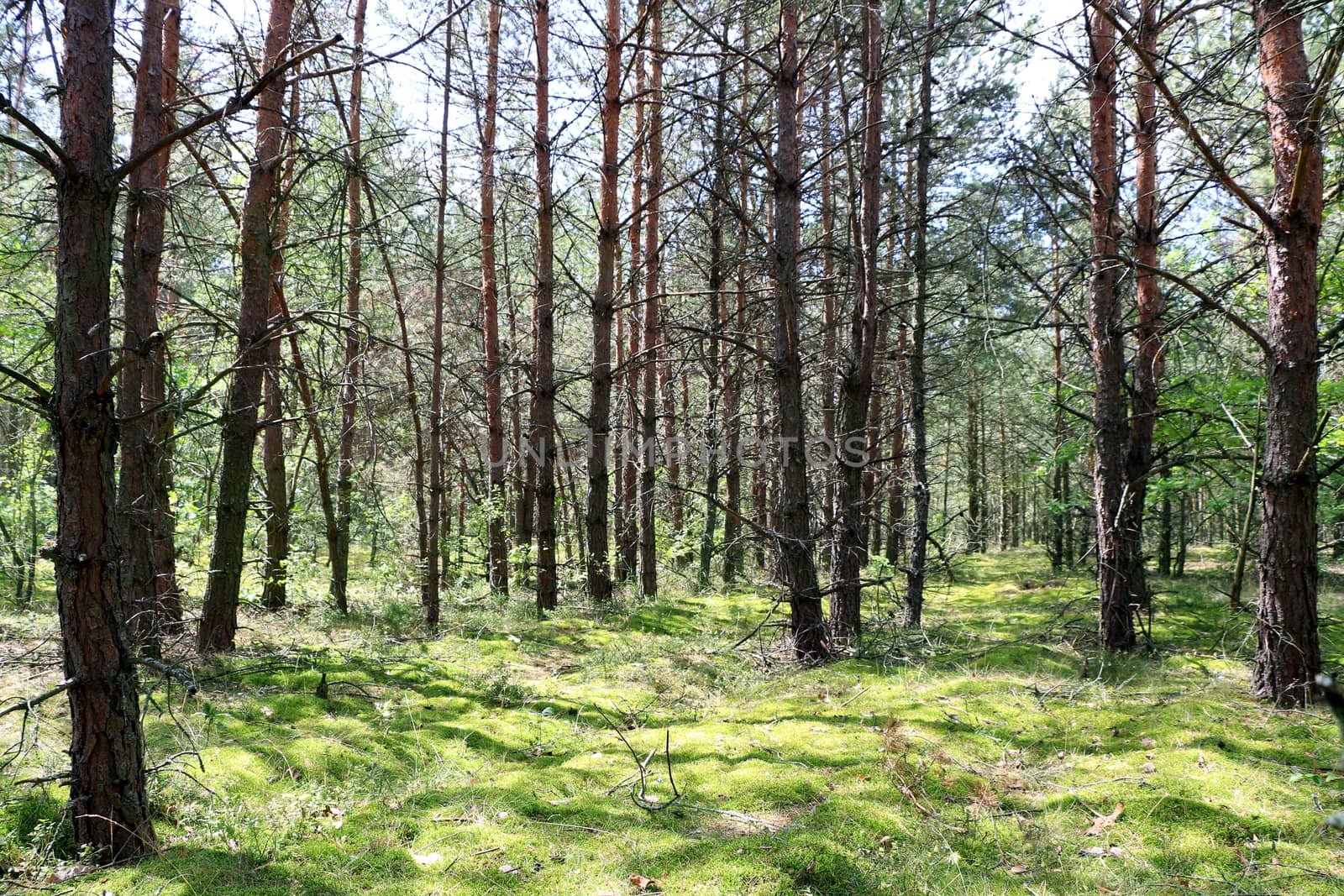 Pine forest grows in sun rays. Tree grows in woods. Nature plants wallpaper photo