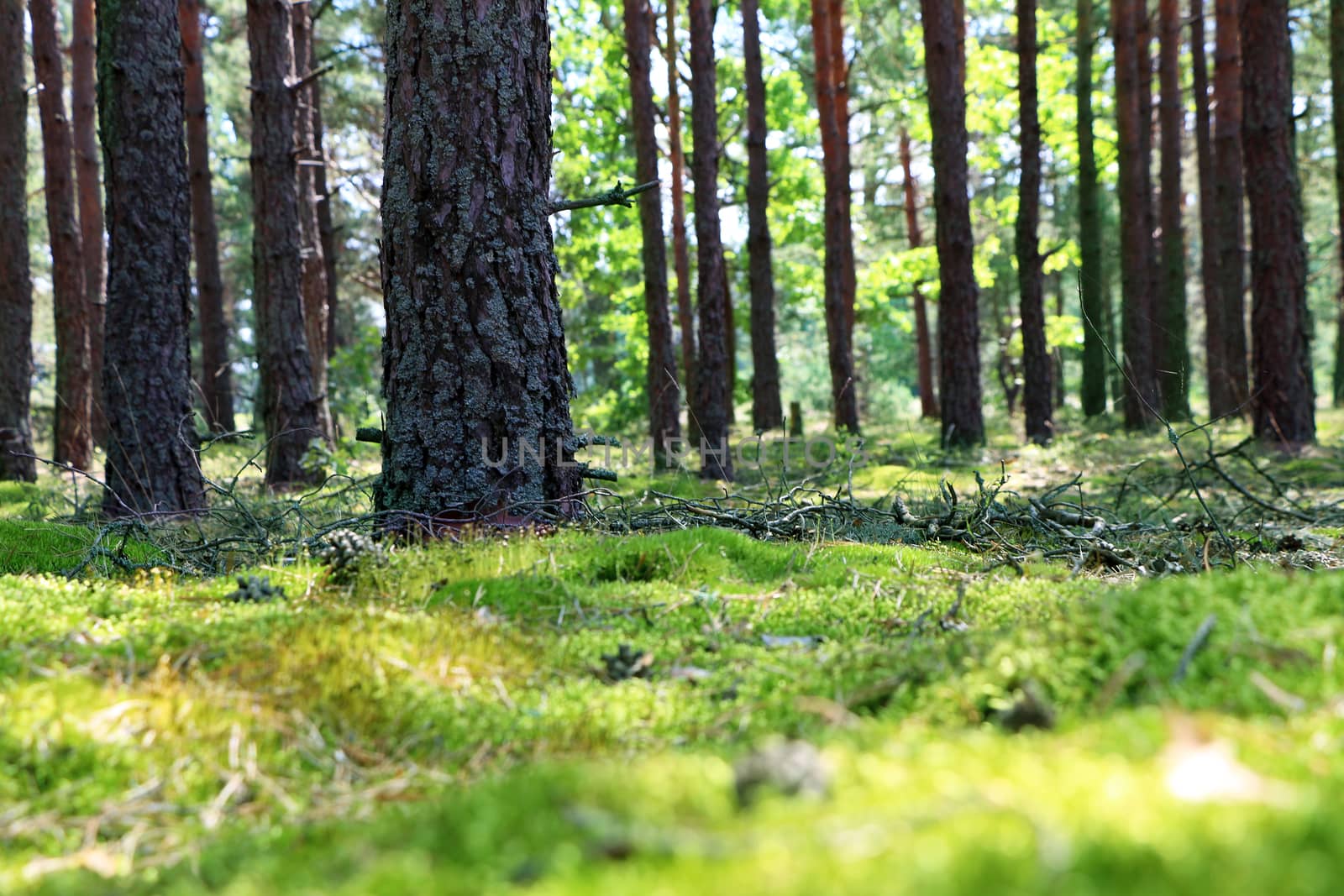 Woods pine trunk and blurred moss. Blurred forest on background. Nature plants wallpaper