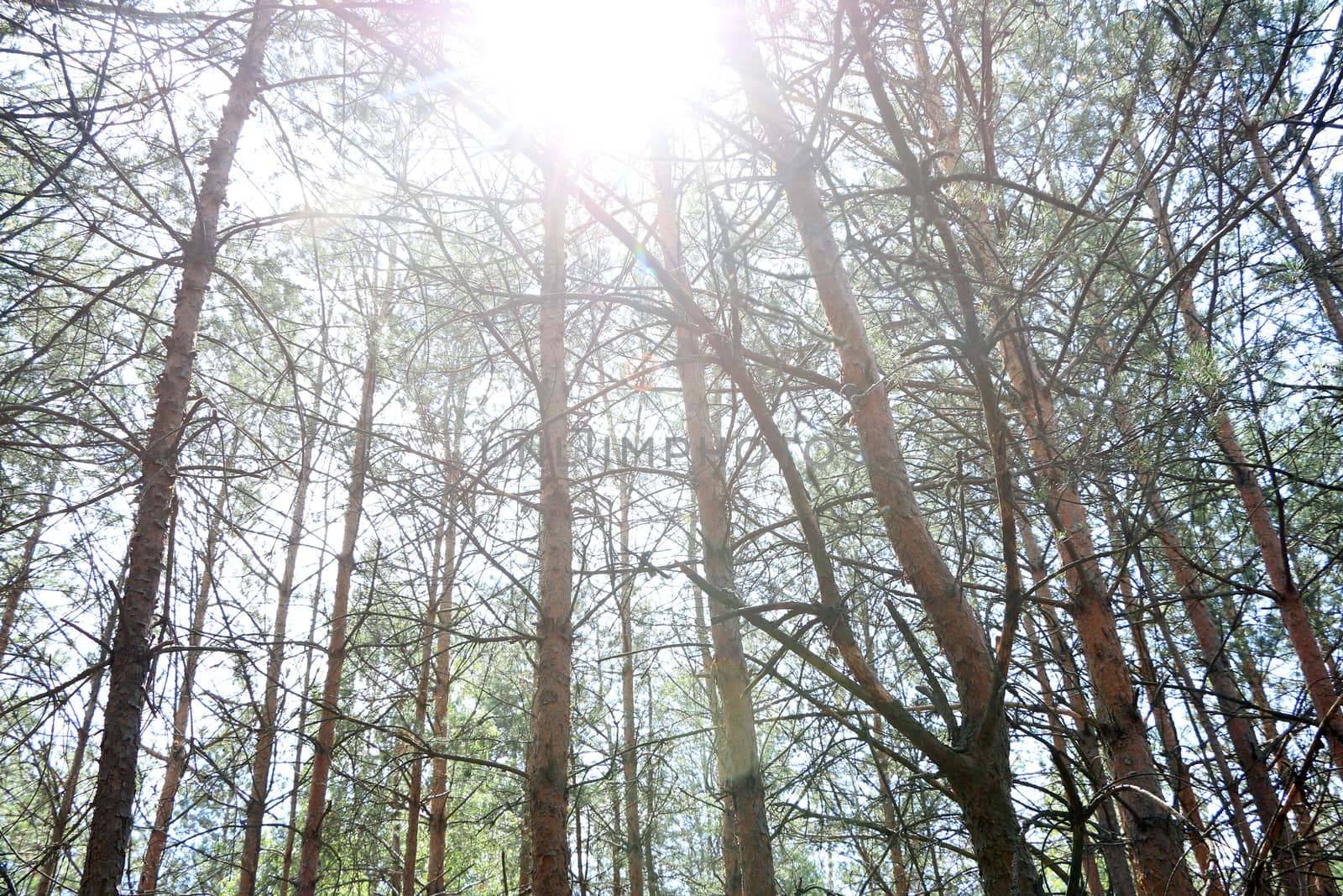 Pine forest grows in sunbeam. Tree grows in sunny woods. Nature plants wallpaper vertical photo