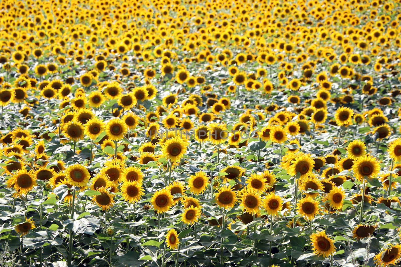 Many sunflower growth on farmer field wallpaper background