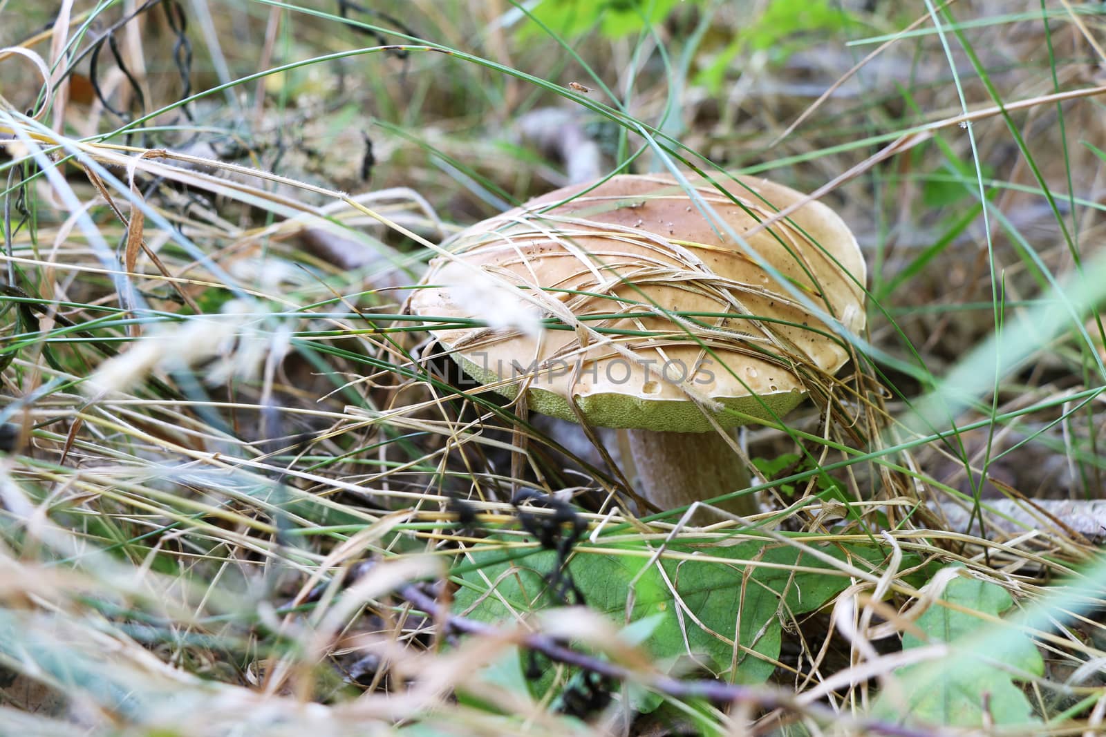 Big boletus grow in woods grass. Large white mushroom. Nature food plants wallpaper.