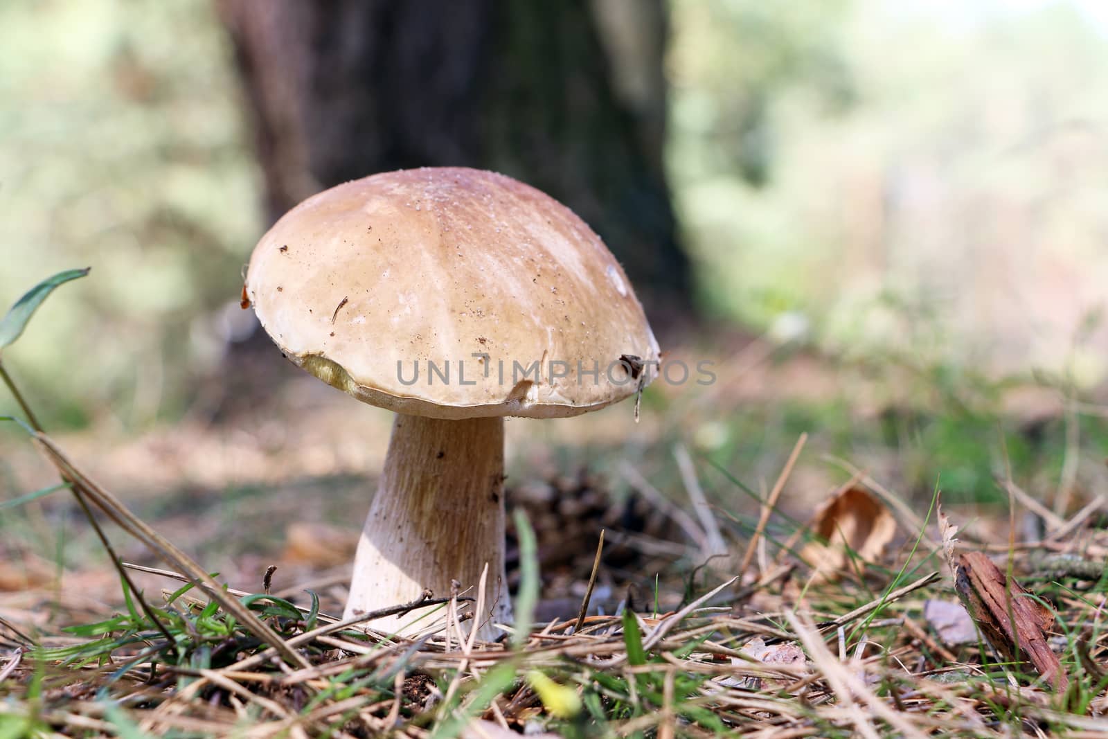 Big boletus grow in forest. Large white mushroom. Nature food plants wallpaper.