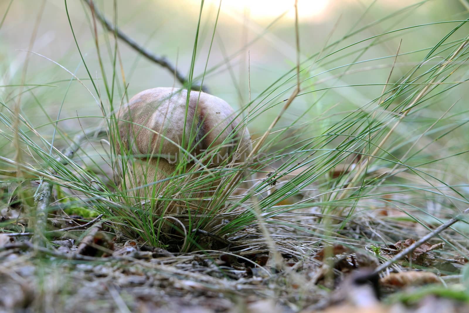 Boletus grow in morning misty forest grass. Large white mushroom. Nature food plants wallpaper.