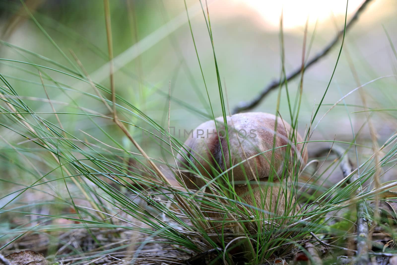 Boletus grow in morning misty woods grass. Large white mushroom. Nature food plants wallpaper.