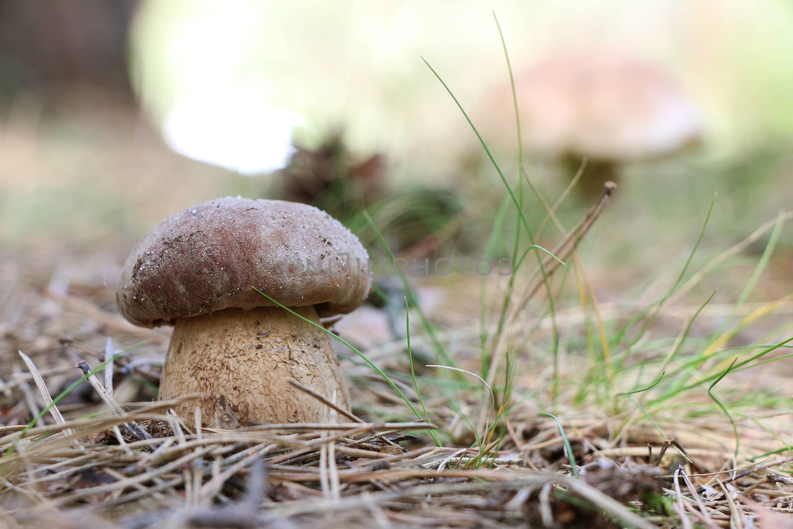 Small and big boletus grow in forest. Large white mushroom. Nature food plants wallpaper.