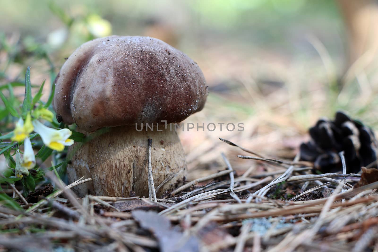 Boletus grow in woods. White mushroom. Nature food plants wallpaper.