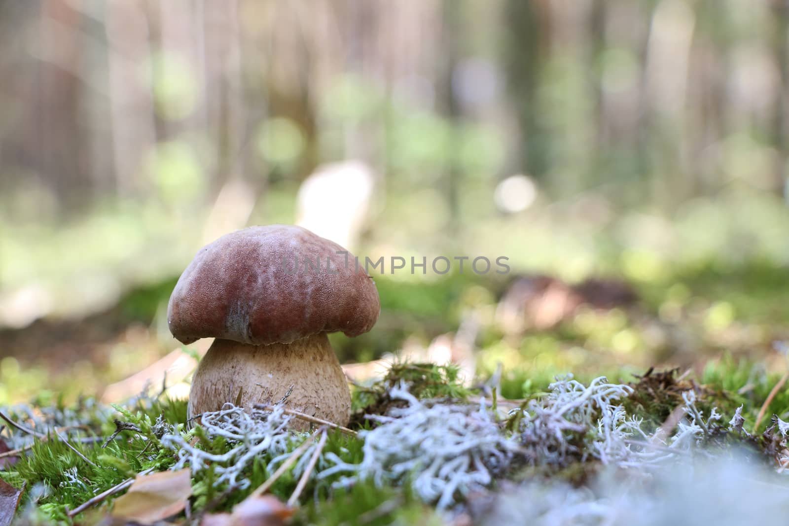Big boletus grow in moss woods. White mushroom close-up. Nature food plants wallpaper.