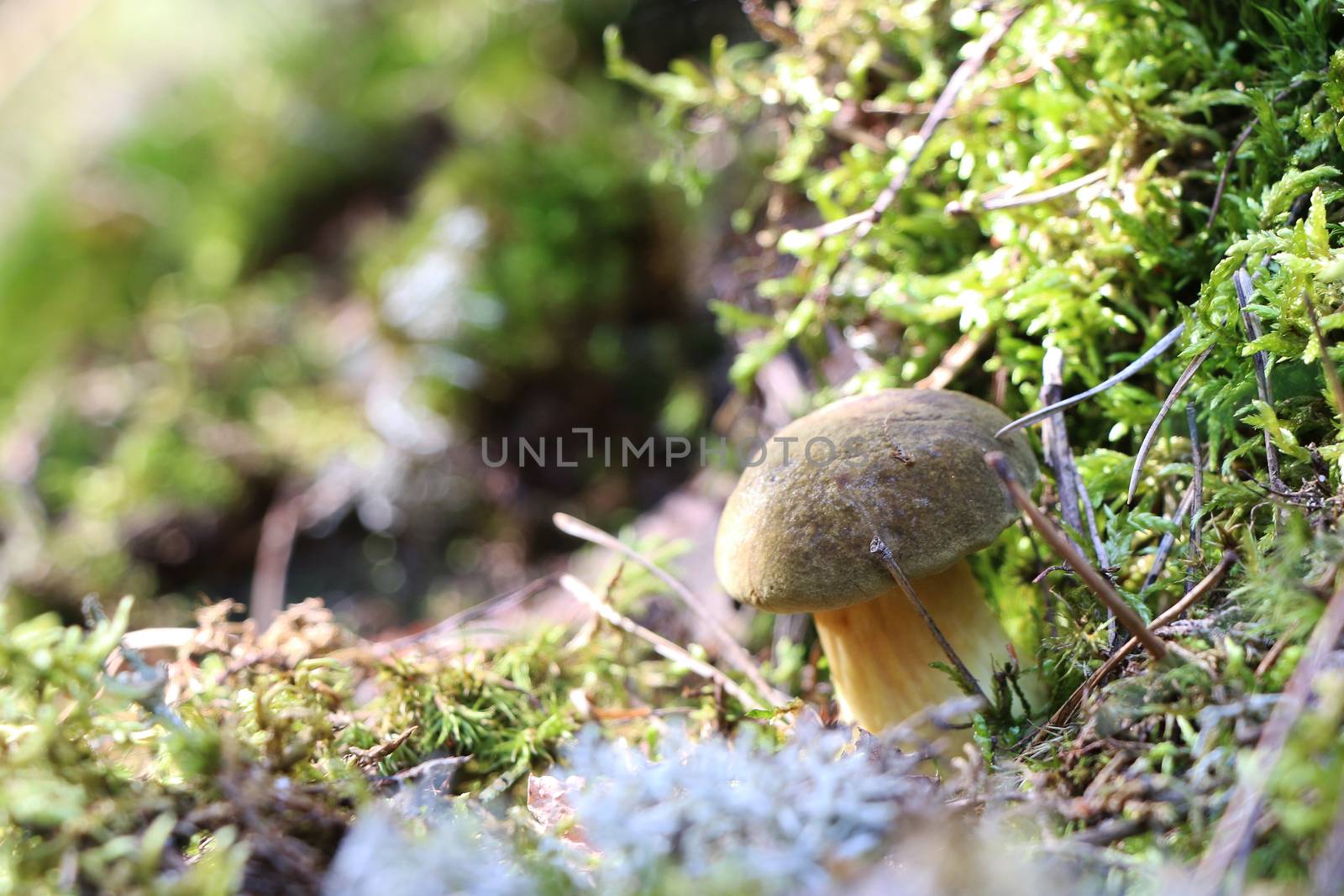Mushroom Xerocomus fungus moss grow in forest. Nature food plants wallpaper.