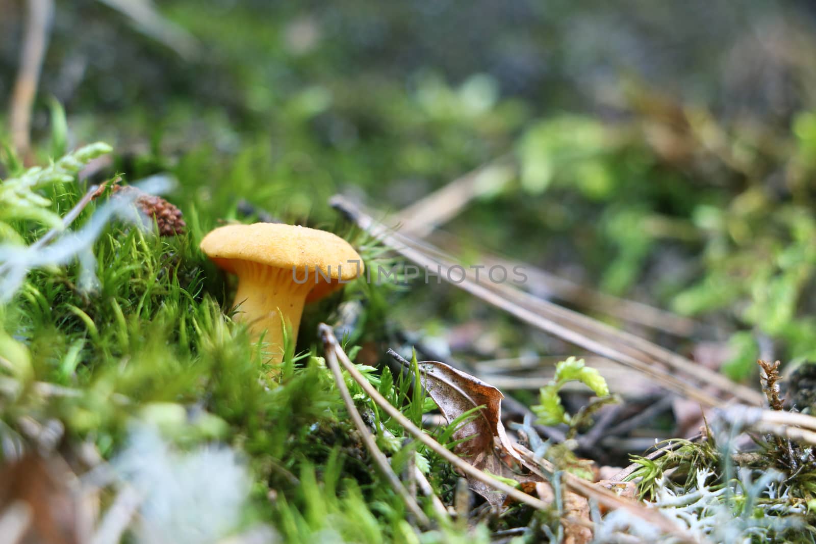 One chanterelle in green forest moss. Nature meal mushroom plants wallpaper