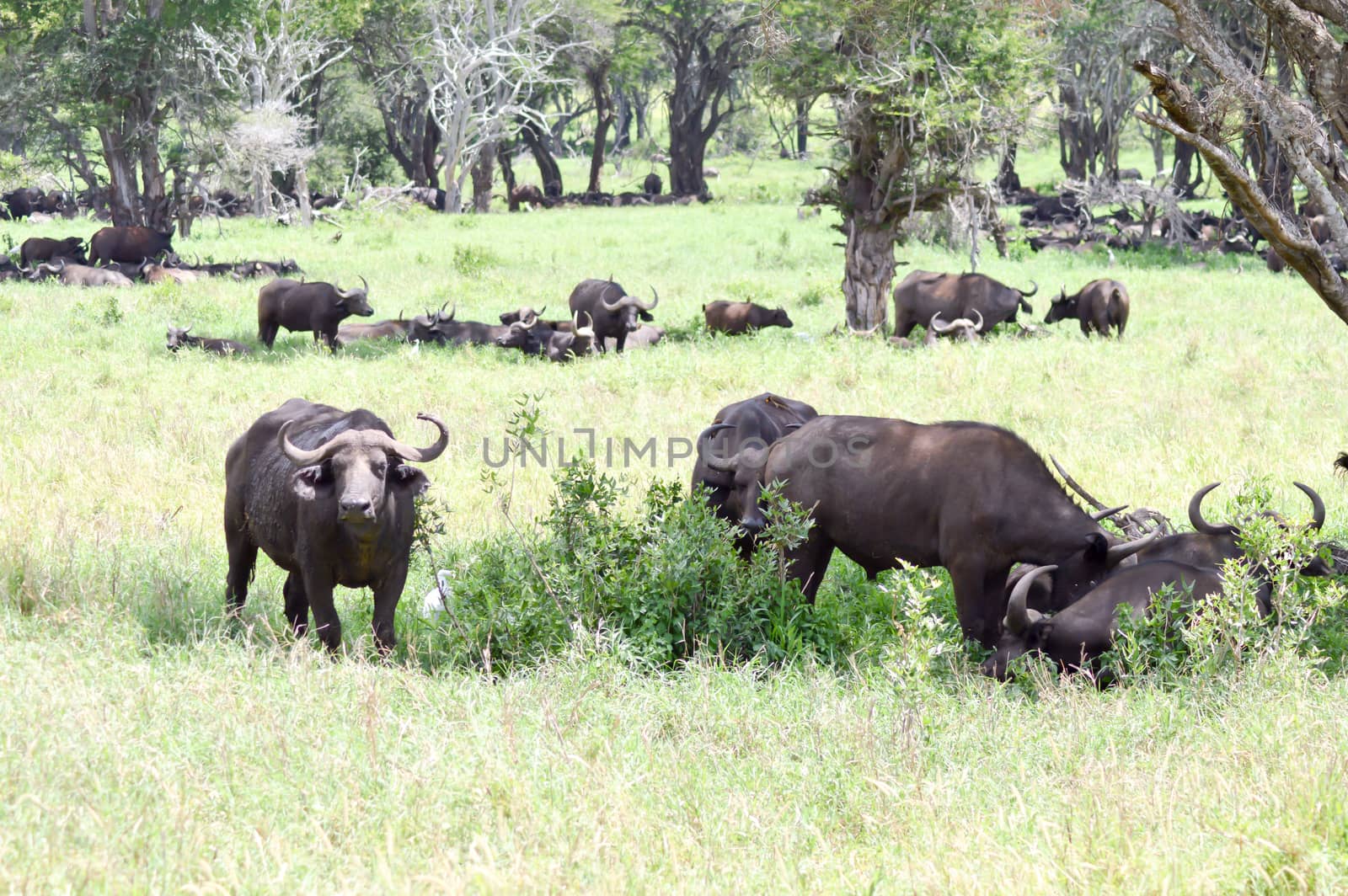 Herd of buffalo in the shade of a tree in the savanna of West Tsavo Park in Kenya