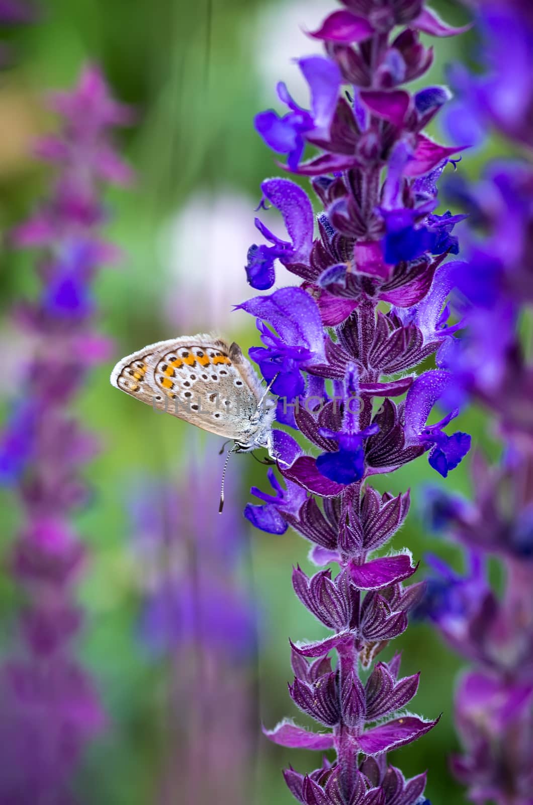 Little butterfly on a summer meadow flower